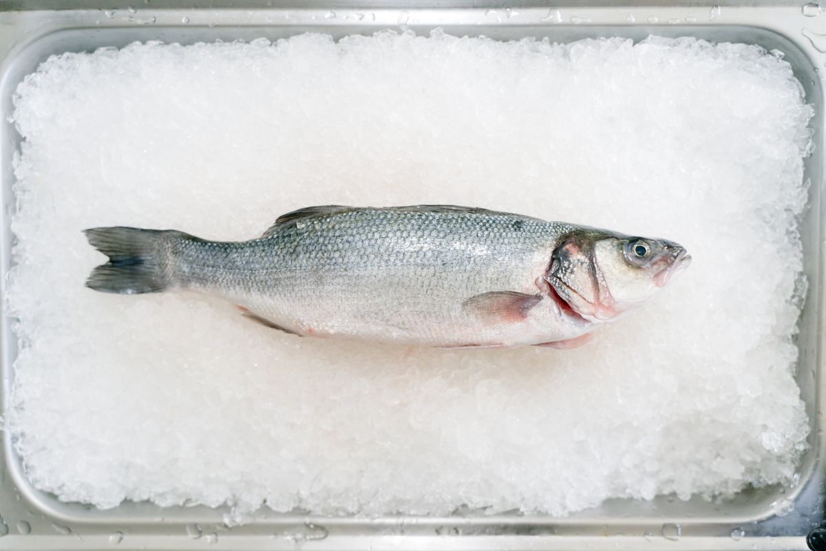 Whole fresh fish on ice